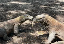 Indonesia, Japan Team Up to Protect Wildlife