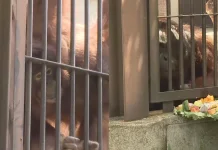 Jennifer and Hayato: Two Orangutans Carry Friendship of Indonesia and Japan