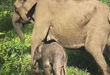 Sumatran Elephant Calf Born in Tesso Nilo National Park, Riau