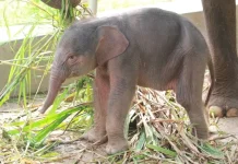 71 Indonesia's Wildlife Ecosystem Improves, Sumatran Elephant Baby Born in Lampung