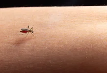 Wolbachia Mosquito Expanded, A New Hope for Dengue Control