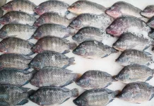 Indonesia Secures Export Permit for Fishery Products to the European Union