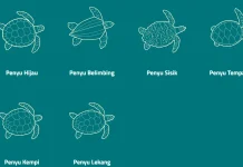 Indonesia a Home for Six Sea Turtle Species