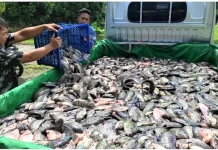 KKP: Indonesia Regains EU Market Access for Aquaculture Exports