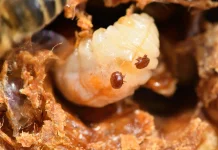 Expert Urges to Strengthen Preparedness Amid Australia’s Varroa Outbreak