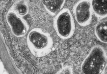 BRIN Inaugurates Endophytic Microbe Research Collaboration Center