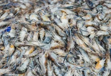 Silvo-aquaculture Boosts Shrimp Growth in Mangrove Ponds in South Sulawesi