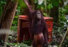 The Ministry of Forestry Releases Three Orangutans into Their Natural Habitat