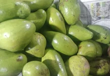 Stay Healthy and Energetic, Eat Avocados