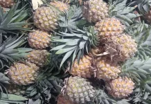 Eat Pineapple, It Helps You to keep Healthy