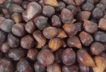 Salak: A Nutrient-Dense Fruit with Many Health Benefits