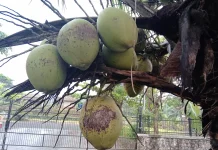 Coconut Water Helps Treat Illness