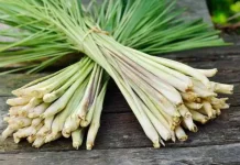 Discover 11 Benefits of Lemongrass for Body Health