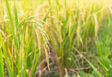 Indonesia Guards Against Global Shocks with Stable Rice Floor Prices