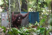 Govt Releases Five Orangutans Into Their Natural Habitat in West Kalimantan