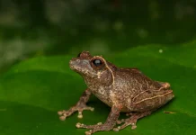 Indonesia Scientists Discover "Merapi Bush Frog" on Mount Merapi
