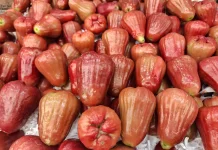 Stay Fresh and Healthy with Water Apples