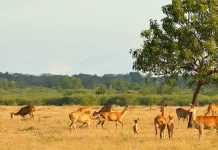 Baluran National Park, Java’s Premier Wildlife and Savanna Hub