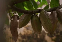 Indonesia Boosts High-Value Cocoa Processing as Opportunities Grow in Australia