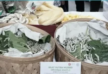 BRIN Strengthens Silkworm Genetic Conservation for Natural Silk Industy