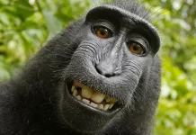 Sulawesi Crested Macaques Protect Indonesian Forest Ecosystems