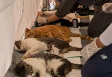 Bandung Expands Free Rabies Vaccination Program for Pets