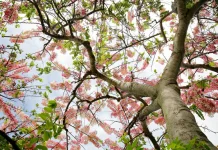 "Indonesian Sakura Trees" Paint Island Canopies with Pink Blossoms