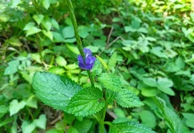 Gold Nanoparticles from Horsewhip Extract Have Potential for Cancer Treatment