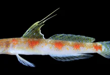 BRIN Scientists Discover New Shrimpgoby Species in Banyuwangi Waters