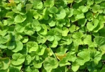 Centella Asiatica: Miracle Herb for Wound Healing, Skincare, and Memory Enhancement