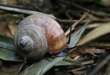 Snails and Slugs Carry Dangerous Parasites, are They Safe to Touch?