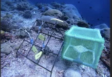 Coral Reefs, Small Ecosystems with a Huge Role for Marine Life and Humans