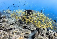 Coral Reefs Must Restore Optimal Functionality Beyond Growth