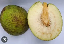 Sukun, A Nutritious Choice Beyond Rice