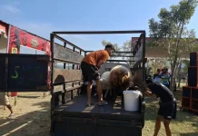 Indonesia Promotes Livestock Quality Through Regional Animal Contest