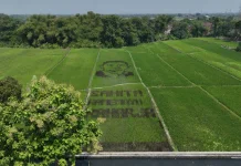 Klaten Rice Field Art Honors Regency Anniversary