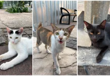 Cats Remain Indonesia's Most Popular Pets