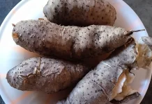 Gembili, Indonesia’s Underutilized Local Source of Carbohydrates