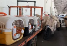 KAI Logistik Transported More Than 90,000 Pets in the 1st Half of 2026