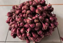 Indonesian Researchers Develop Low-Pesticide Shallot Farming Method
