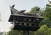 The Amazing Homing Pigeon