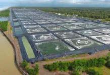 BUBK Kebumen Becomes a Model for Modern Shrimp Farms to Strengthen Indonesia's Fish