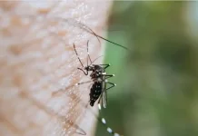 Early Signs of Malaria Drug Resistance Detected; BRIN Calls for Global Vigilance