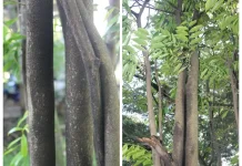 Indonesia Conserves Rare Agarwood Amidst Global Demand Surge