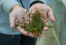 Getting to Know Sea Grapes, the "Green Caviar" from the Southeast Asian Ocean