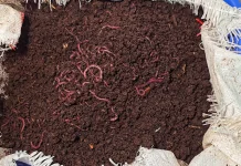 Turning Kitchen Waste into a Source of Protein thru Earthworms
