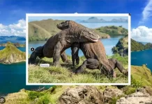 Komodo Biosphere Reserve, Home of the World's Largest Ancient Lizard