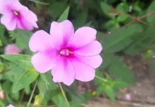 Water Hyacinth, a Wild Flower that Holds a Wealth of Traditional Medicinal Benefits