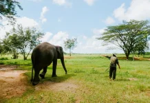 World Elephant Day: Five Places to See Elephants in Indonesia