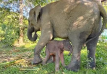 Govt Establishes the Sumatran and Bornean Elephant Conservation Strategy 2026–20